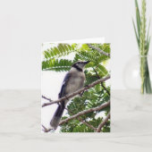 Blue Jay Photo Folded Note Kaart (Voorkant)