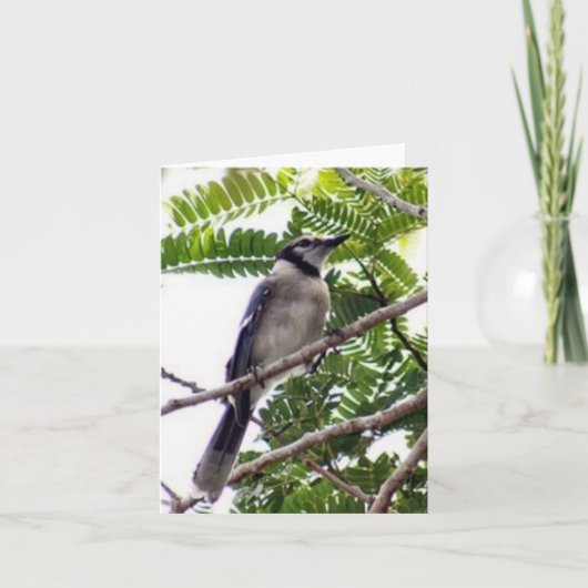Blue Jay Photo Folded Note Kaart (Voorkant)