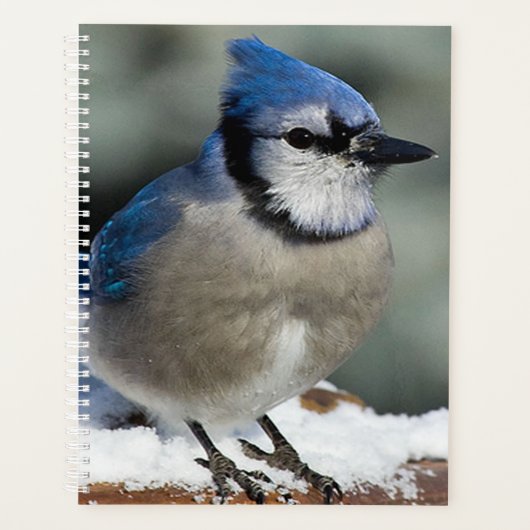 Blue Jay Planner (Voorkant)