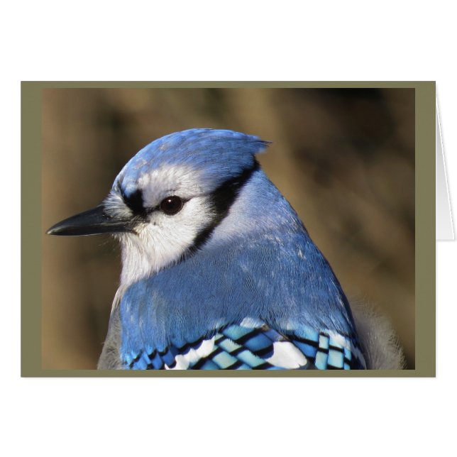Blue Jay Portrait (Voorkant Horizontaal)