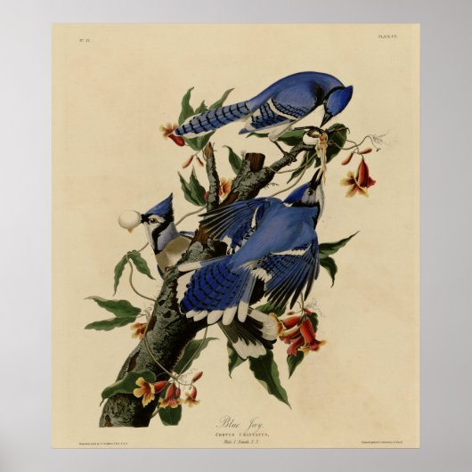 Blue Jay Poster (Voorkant)