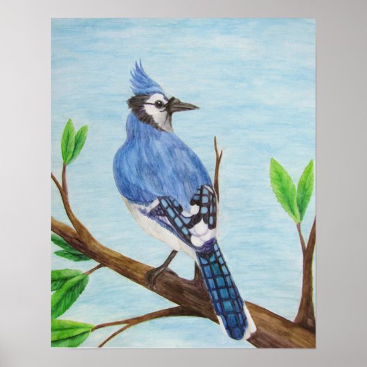 Blue Jay Poster (Voorkant)