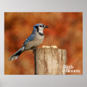 Blue Jay Poster (Voorkant)