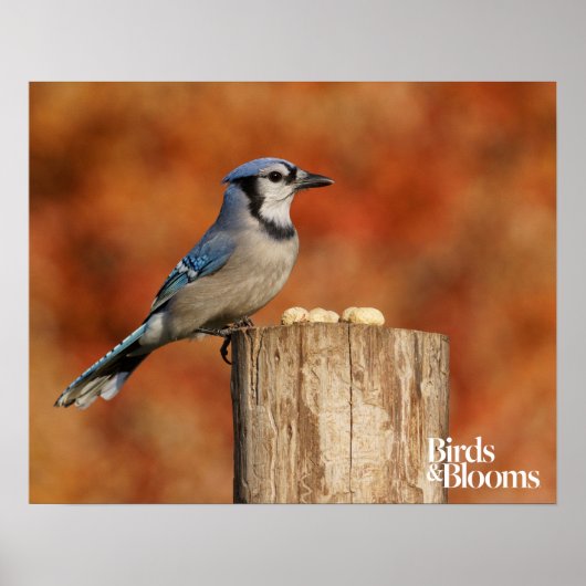 Blue Jay Poster (Voorkant)
