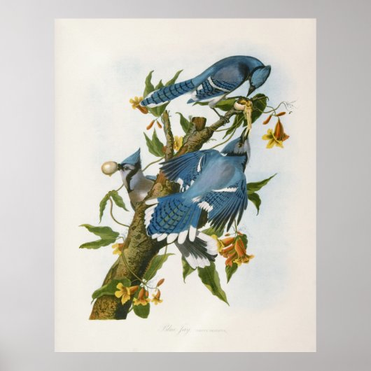 Blue Jay Poster (Voorkant)