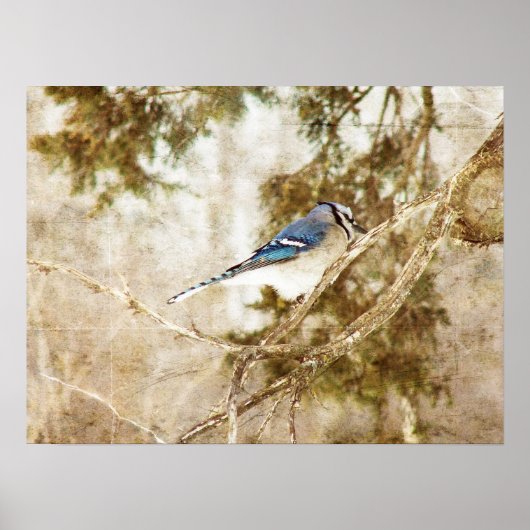 Blue Jay Poster (Voorkant)