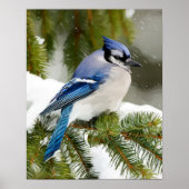 Blue Jay Poster (Voorkant)