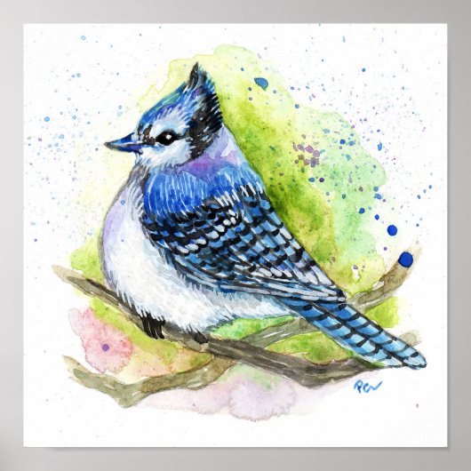 Blue Jay Poster (Voorkant)