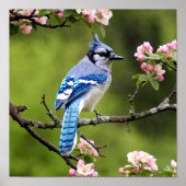 Blue Jay Poster (Voorkant)