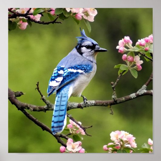 Blue Jay Poster (Voorkant)