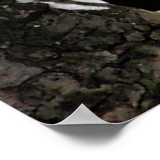 Blue Jay Poster / Print (Hoek)