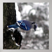 Blue Jay Poster / Print (Voorkant)
