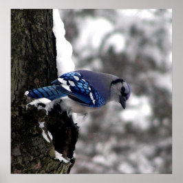 Blue Jay Poster / Print