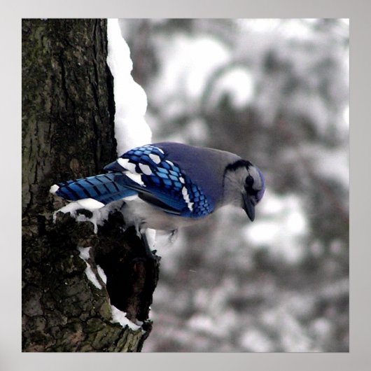 Blue Jay Poster / Print (Voorkant)