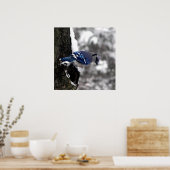 Blue Jay Poster / Print (Keuken)
