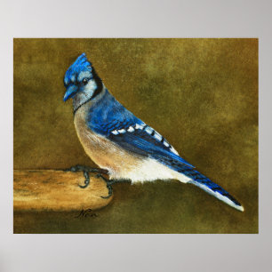 Blue Jay Print