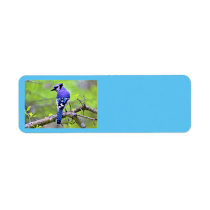 Blue Jay Return-adreslabels door Reay of Light Etiket