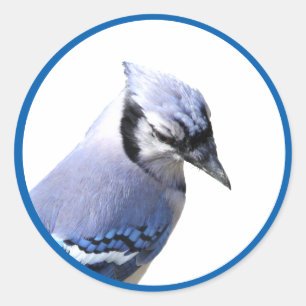 Blue Jay Ronde Sticker