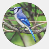 Blue Jay ronde Sticker (Voorkant)