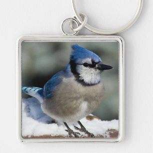 Blue Jay Sleutelhanger