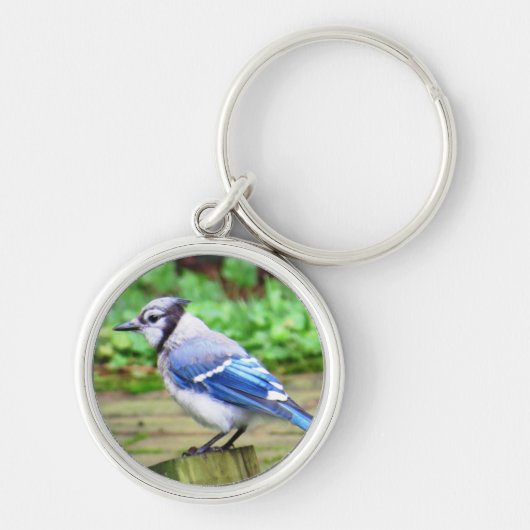 Blue Jay Sleutelhanger (Voorkant)