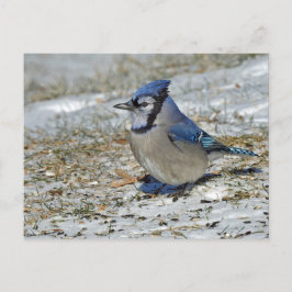 Blue Jay Snow-foto Briefkaart