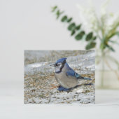 Blue Jay Snow-foto Briefkaart (Staand voorkant)
