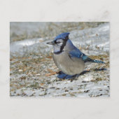 Blue Jay Snow-foto Briefkaart (Voorkant)