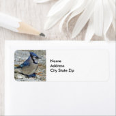 Blue Jay Snow-foto Etiket (Insitu)