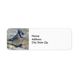 Blue Jay Snow-foto Etiket