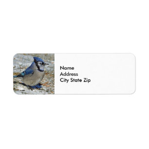 Blue Jay Snow-foto Etiket