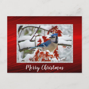Blue Jay Snow Foto Kerst Briefkaart