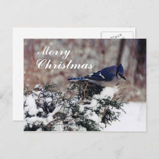 blue jay snow, vrolijk, kerst - Gepersonaliseerd p Feestdagenkaart (Voorkant / Achterkant)