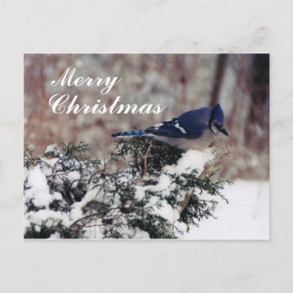 blue jay snow, vrolijk, kerst - Gepersonaliseerd p Feestdagenkaart