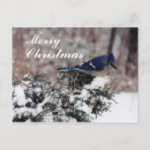 blue jay snow, vrolijk, kerst - Gepersonaliseerd p Feestdagenkaart (Voorkant)