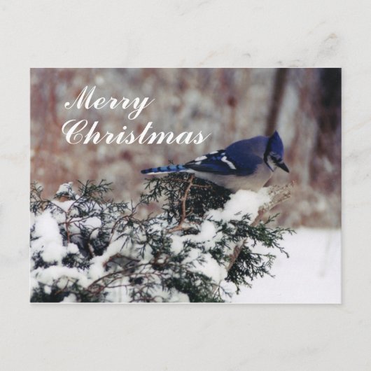 blue jay snow, vrolijk, kerst - Gepersonaliseerd p Feestdagenkaart (Voorkant)
