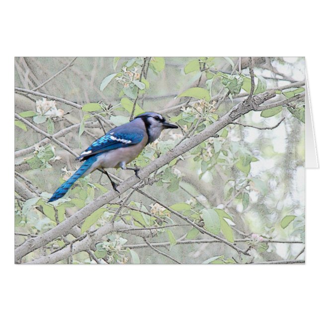 Blue Jay Songbird (Voorkant Horizontaal)