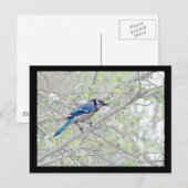 Blue Jay Songbird Briefkaart (Voorkant / Achterkant)