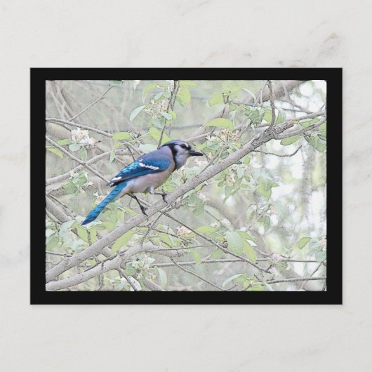 Blue Jay Songbird Briefkaart (Voorkant)