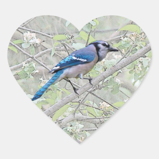 Blue Jay Songbird Hart Sticker (Voorkant)