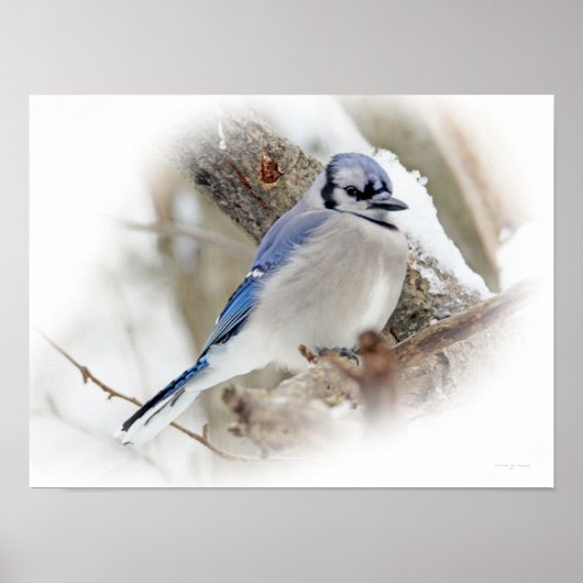 Blue Jay Songbird in Snow Poster (Voorkant)