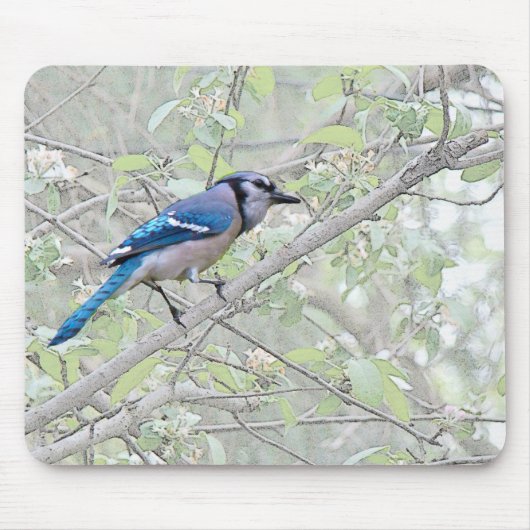 Blue Jay Songbird Muismat (Voorkant)