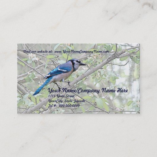 Blue Jay Songbird Visitekaartje (Voorkant)