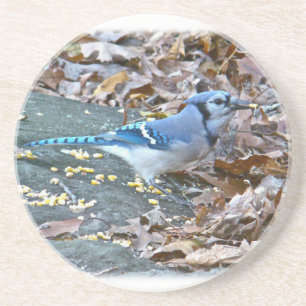 Blue Jay Songbird Zandsteen Onderzetter