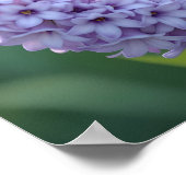  Blue Jay Staande op Lila Branches Poster (Hoek)