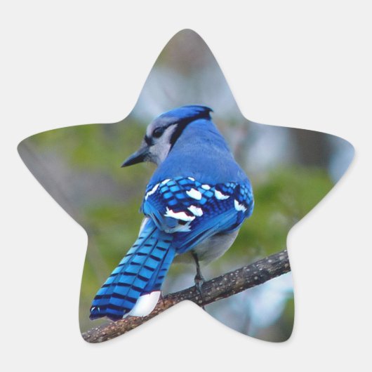 Blue Jay Ster Sticker (Voorkant)