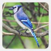 Blue Jay Sticker (Voorkant)