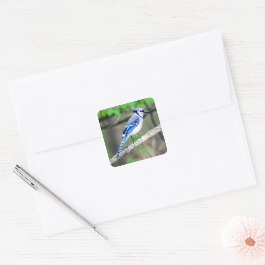 Blue Jay Sticker (Envelop)