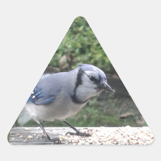 Blue Jay Sticker (Voorkant)