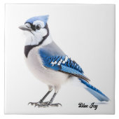 Blue Jay Tegeltje (Voorkant)